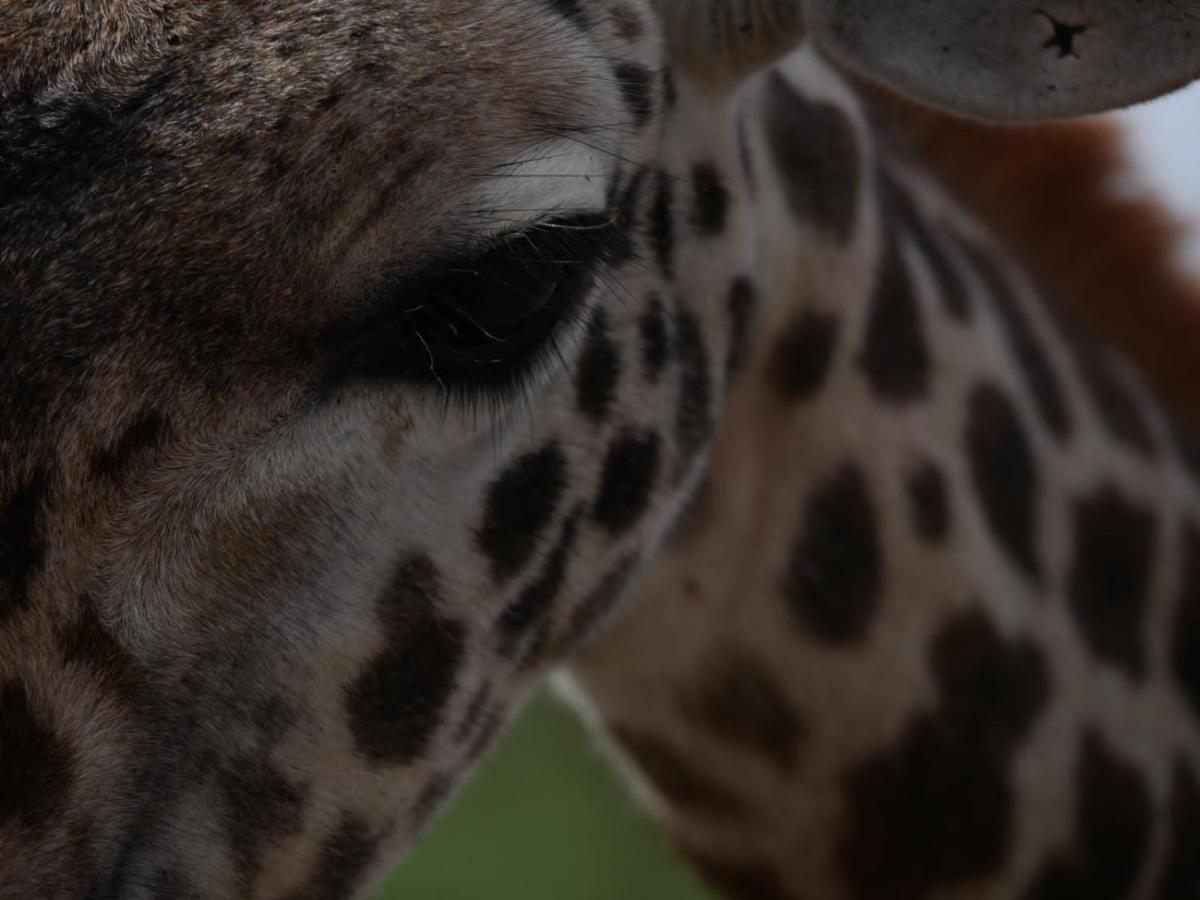 Oldonyo Orok Lodge Kajiado Ngoại thất bức ảnh